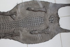 W 1.5 inch – Gray Genuine Crocodile Belly Leather Skin Men’s Belt #R42