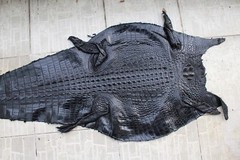 W 1.5 inch Black Genuine CROCODILE Belly LEATHER Skin Men’s Belt #M76