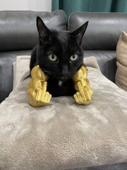 HULK Hands For Cats small Dogs-funny comical Arms Also doubles as Picture stand